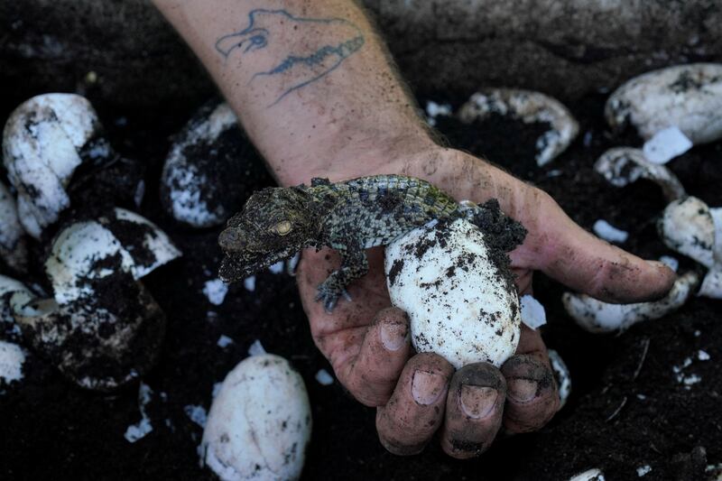 'With the hatchery we are trying to increase the historical range of the Cuban crocodile and of course increase the number of these individuals in the wild,' Mr Perez said.

