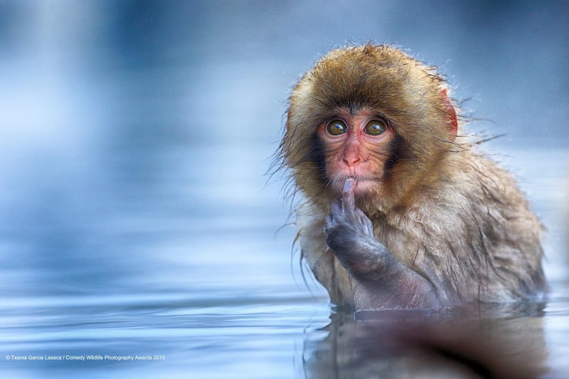 The Comedy Wildlife Photography Awards 2019
Txema Garcia Laseca
Palma
Spain
Phone: 653465999
Email: txemoto@gmail.com
Title: To be or not to be
Description: This snow monkey was looking at me when i took this picture and I think that he thought: "what ugly guy!". He was taking a bath in the hot thermal water while the temperature outside was -15 degrees.
Animal: snow monkey (Macaca fustata)
Location of shot: Japan
