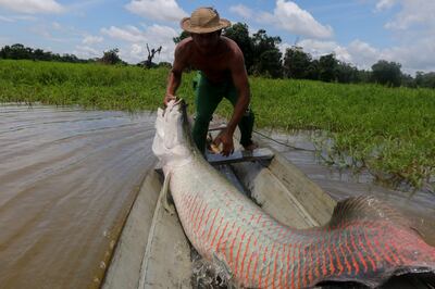 The pirarucu is one of the world's largest freshwater fish. AFP