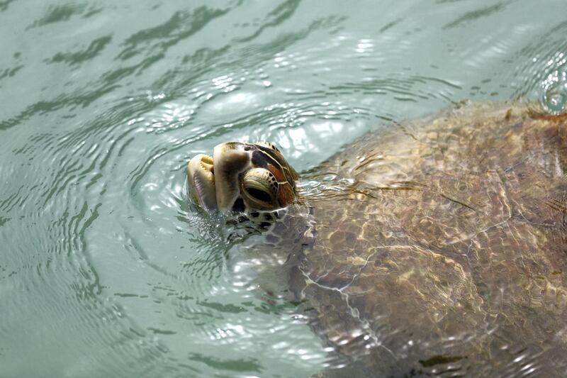Dubai, United Arab Emirates - Reporter: Georgia Tolley. News. Nature. Sheikh Fahim Al Qassimi rescued a turtle and took it to the Burj Al Arab Turtle Rehabilitation Sanctuary for surgery. Sadly one flipper had to be amputated after it got tangled up in fishing wire. They're still hoping it might be able to be released back into the wild, if it can still dive. Sunday, March 14th, 2021. Dubai. Chris Whiteoak / The National