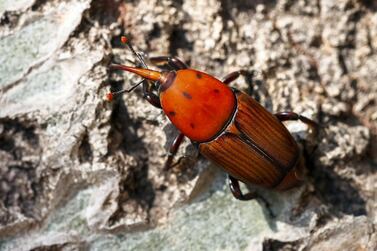 The red palm weevil is a major threat to the UAE's date palms.