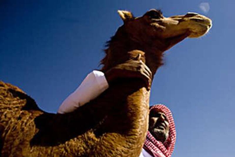 An owner calms one of his camels at the Al Dhafra Camel Festival 2009.