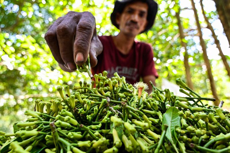 A farmer harvests cloves in Lhoknga, Indonesia's Aceh province. AFP