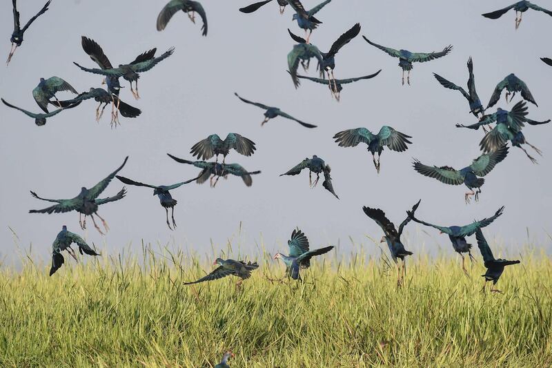 Grey-headed swamphen flying at Moeyungyi wetlands in Bago Division, around 70 miles north of Yangon.  AFP