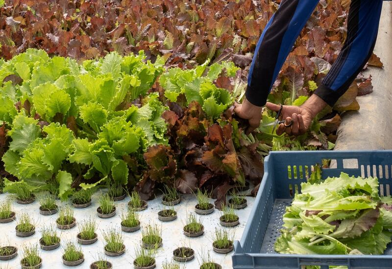 Lettuce being harvested