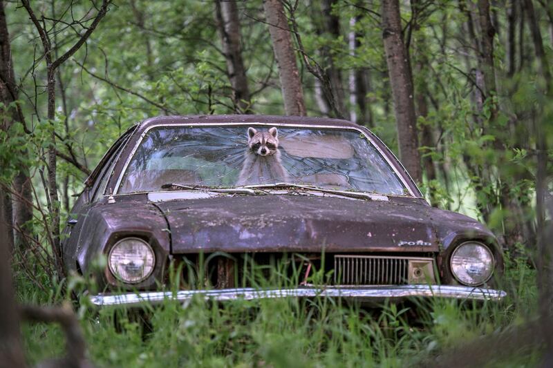 'Lucky Break' by Jason Bantle, from Canada. Highly Commended in the Urban Wildlife category. An ever-adaptable raccoon pokes her bandit-masked face out of a 1970s Ford Pinto on a deserted farm in Saskatchewan, Canada. Jason Bantle / Wildlife Photographer of the Year