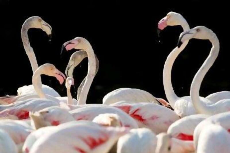 The flamingo colony at the Ras Al Khor Wildlife Sanctuary is fed twice a day - at 9am and 4pm - with specially produced pellets.