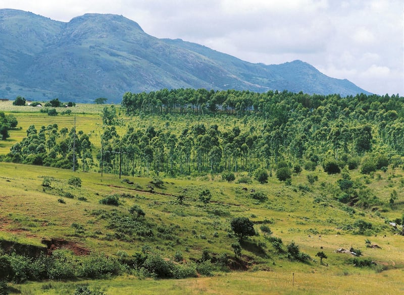 SWAZILAND - MAY 05: Wooded Savannah, Swaziland. (Photo by DeAgostini/Getty Images)
