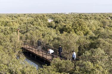 Mangrove Walk at Al Jubail Island. The UAE is doing everything from limit greenhouse gas emissions to planting more mangroves to tackle climate change. Antonie Robertson / The National