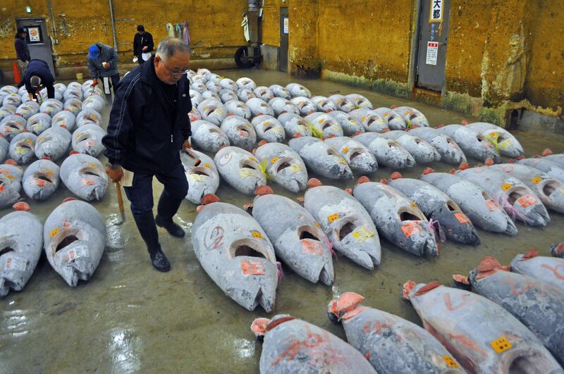 The tuna auction at Tsukiji market in Tokyo, where hundreds of huge tuna are laid out in rows, is a bloody and sobering sight (Photo by Rosemary Behan)