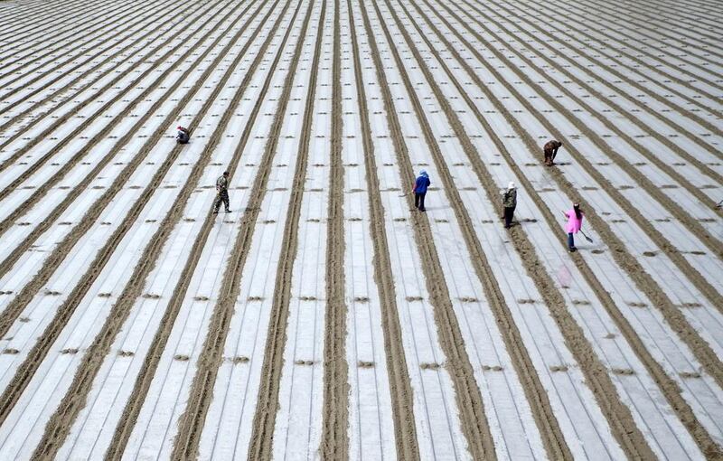 People sow cotton seeds in Korla, Xinjiang Uighur Autonomous Region, China. Reuters