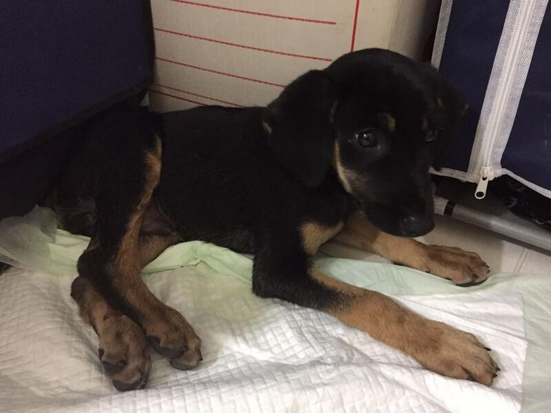 A puppy whose hip was dislocated and two of its legs broken was found crying in pain and almost starved to death. Courtesy Rescuer