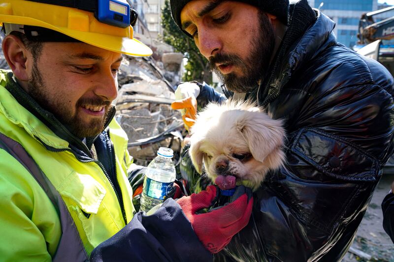 Rescuers give water to a dog after a rescue operation in Hatay, southern Turkey. AP