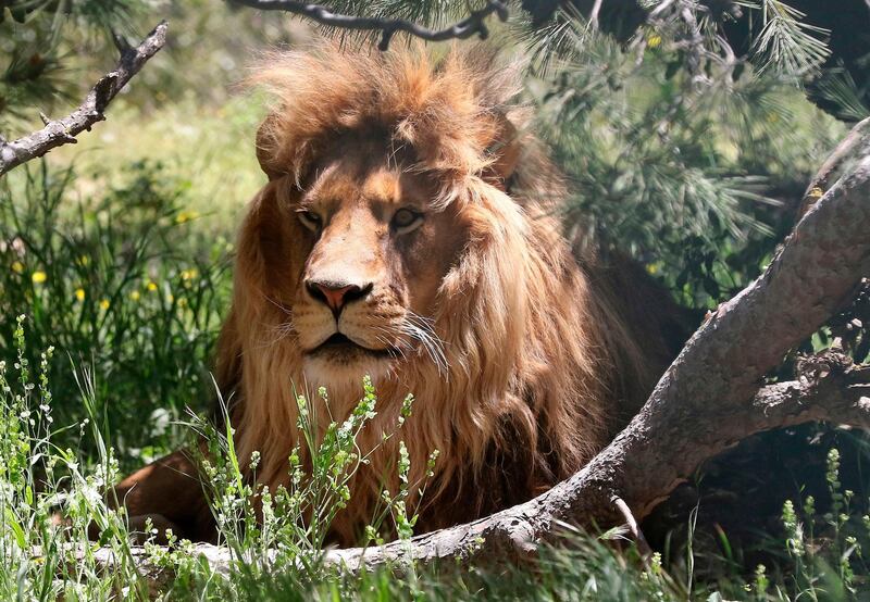 A lion rests in an enclosure at the sanctuary at Al Ma'wa For Nature and Wildlife in Jerash, Jordan. All photos by AFP