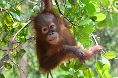 An orangutan in Indonesian Borneo. Lamandau Wildlife Reserve