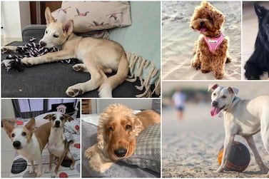 UAE residents share the stories of their rescue dogs. 