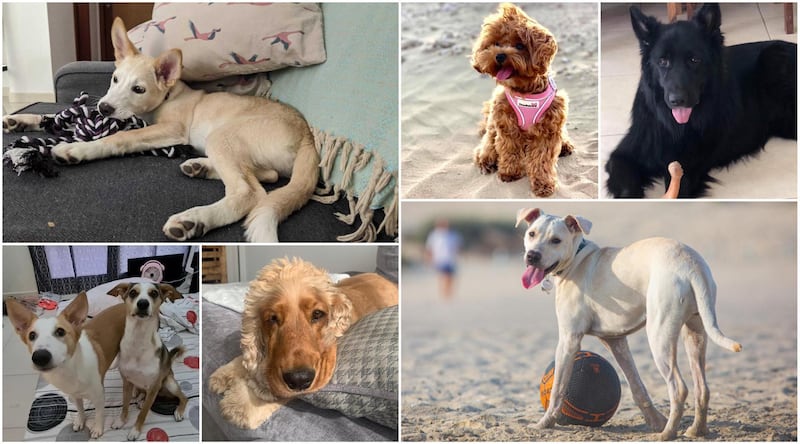 UAE residents share the stories of their rescue dogs. 