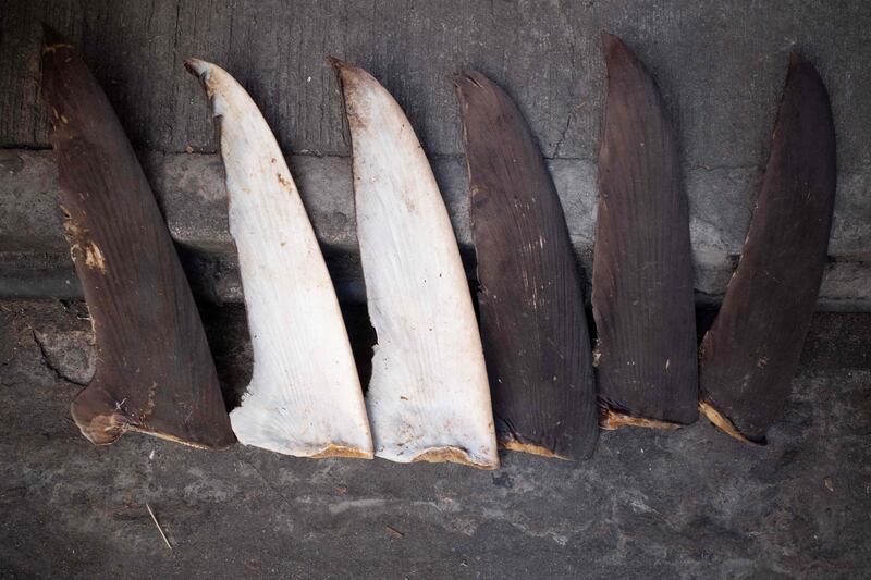 Harvested shark fins set out to dry are displayed on a street in Hong Kong’s Sheung Wan area. AFP