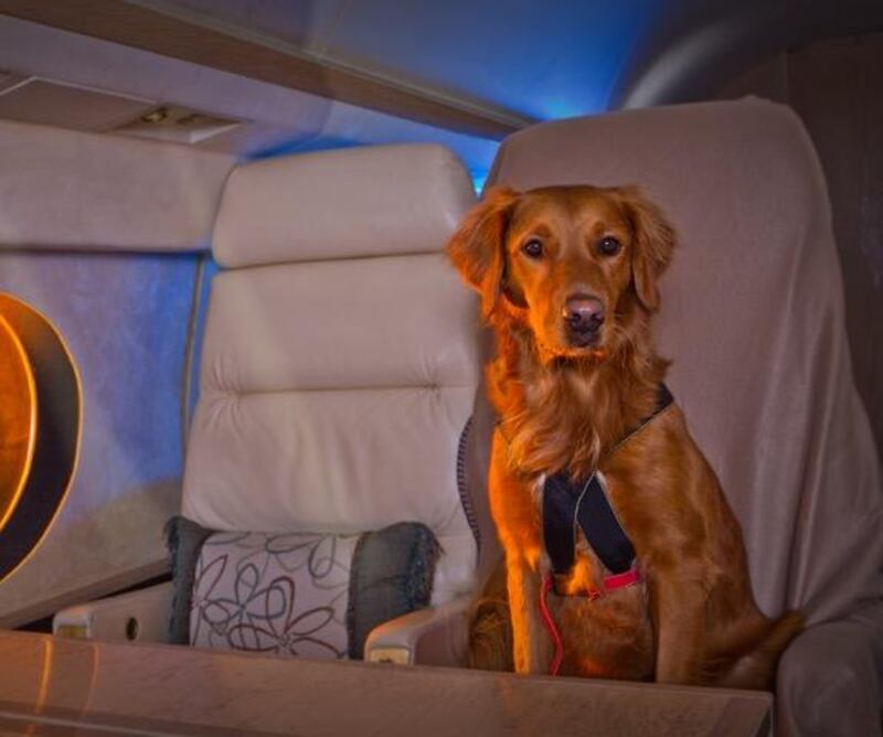  Provided photo of pet dogs travelling in a private jet 
travel arrangments are provided by  Sit 'n stay global

for a story by Roberta Pennington in the national section 

Courtesy  Carol Martin *** Local Caption ***  CK6F1766-3.jpeg
