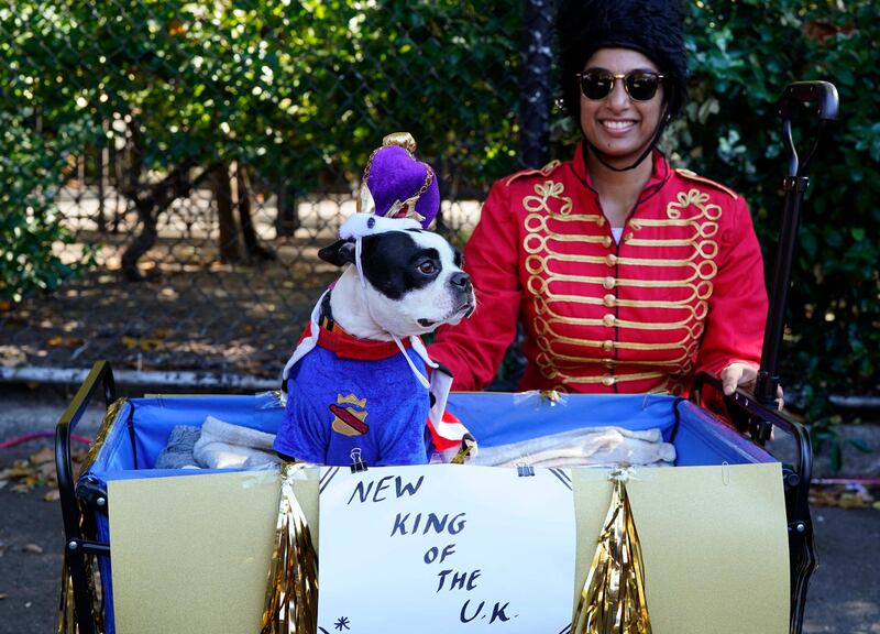 Boston terrier JoJo dressed as the 'new king of the UK'. AFP