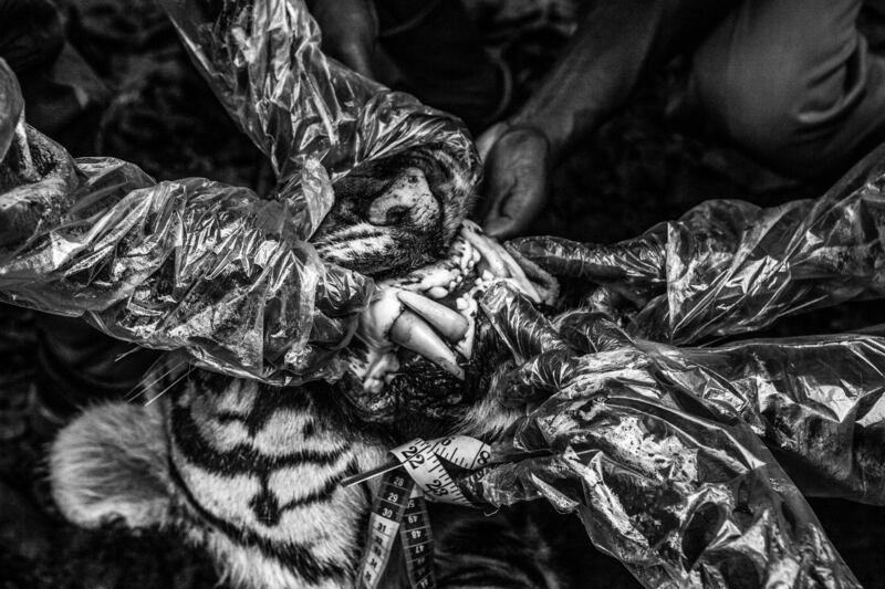 Long-Term Projects winner, Asia: 'Boundaries: Human-Tiger Conflict', by Senthil Kumaran, India.