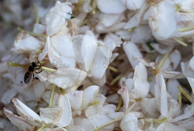 A bee settles on harvested jasmine flowers.