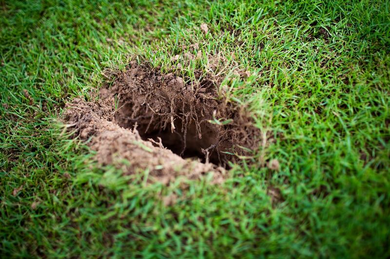 Dubai, May 03, 2012 -- Photo of a cross section of grass to show the deep root network because of the constant fertilization of the EZ Flo irrigation system. (Photo by: Sarah Dea/The National)