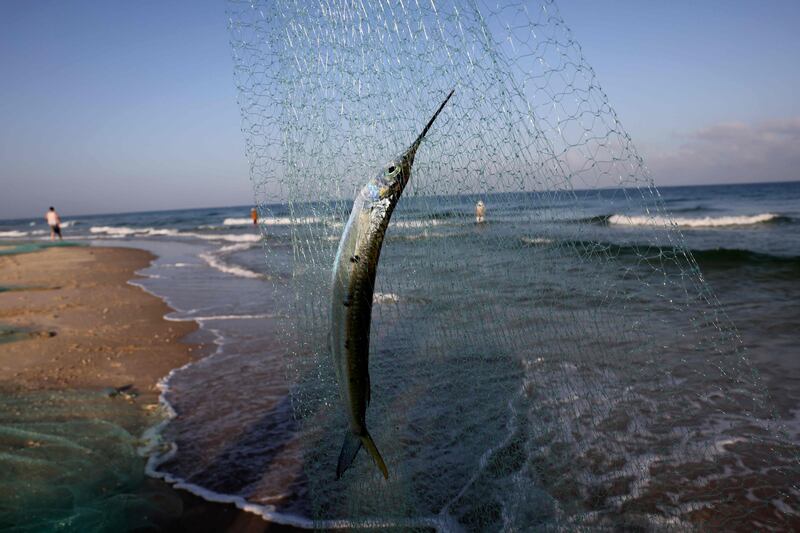 Palestinian fishermen collect their catch in Khan Yunis, in the southern Gaza Strip. AFP