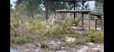 The rescued servals are able to enjoy the warm African sunshine and sights of the bushland. Photo: Etihad