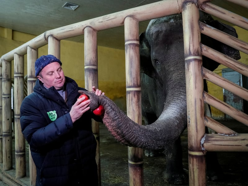 Trantin Kirill, zoo director, feeds Khoras, a 17-year-old male elephant in Kyiv Zoo. Reuters