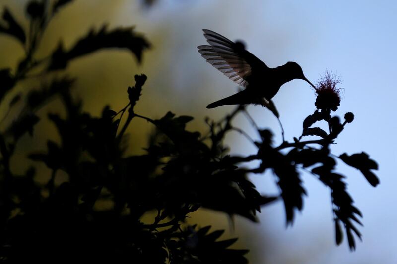 A hummingbird is photographed during the National Orchid Exhibition at the Jose Celestino Mutis Botanical Garden in Bogota, Colombia. Reuters