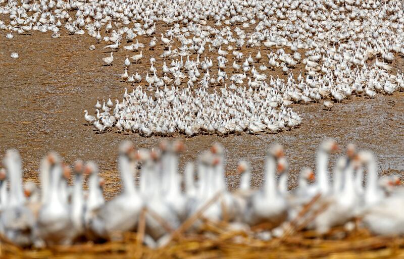 A flock of white geese on a field at a poultry farm near Meckesheim, Germany. Ronald Wittek/EPA
