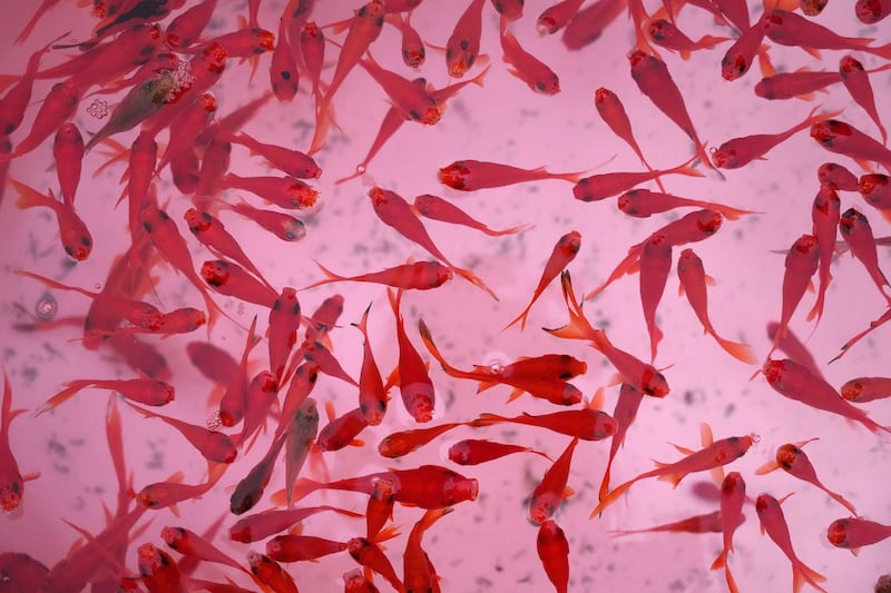 Goldfish, a symbol of Nowruz, for sale at a Tehran market. AP