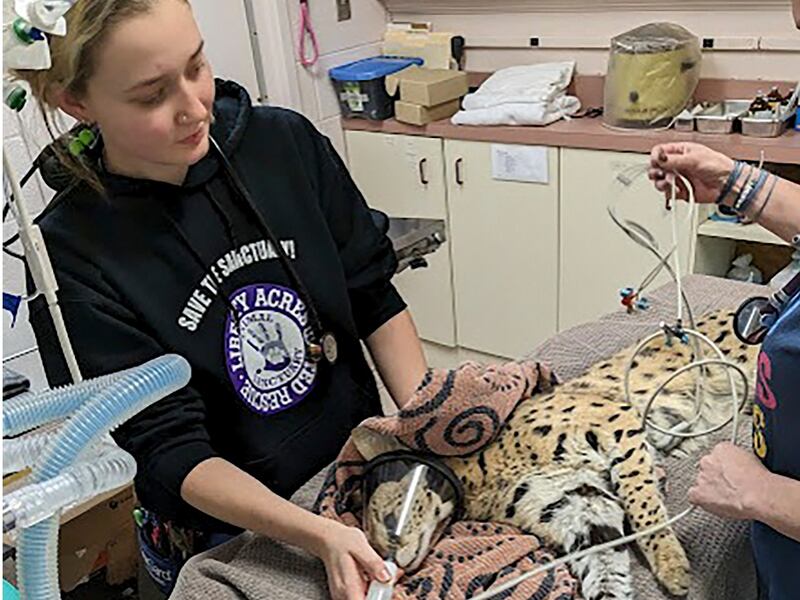 Amiry the serval receiving treatment. In Ohio, it is illegal to own the cats, which can weigh up to 18kg. AP