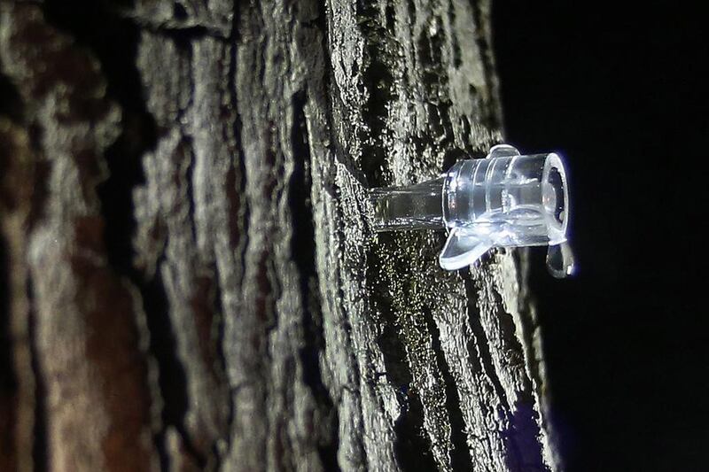 Sap drips from a maple tree tapped by Turtle Lane Maple farmers Paul Boulanger and Kathy Gallagher in North Andover. Elise Amendola / AP Photo