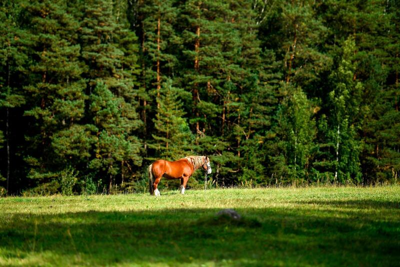 A horse grazes in a meadow in the park of the Russian poet Alexander Pushkin reserve outside the city of Pushkinskiye Gory, Pskov region. AFP