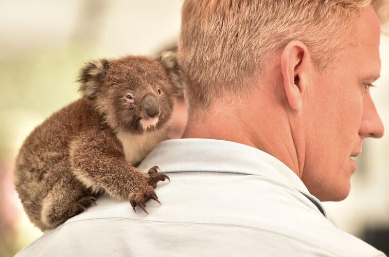 An orphaned baby Koala sits on the shoulder of a vet at a makeshift field hospital at the Kangaroo Island Wildlife Park. AFP
