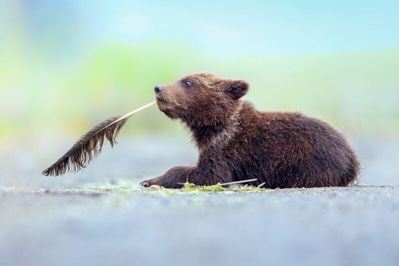 'What shall I write next?' Taken in Lake Clark National Park, Alaska, US. Torie Hilley / Comedy Wildlife