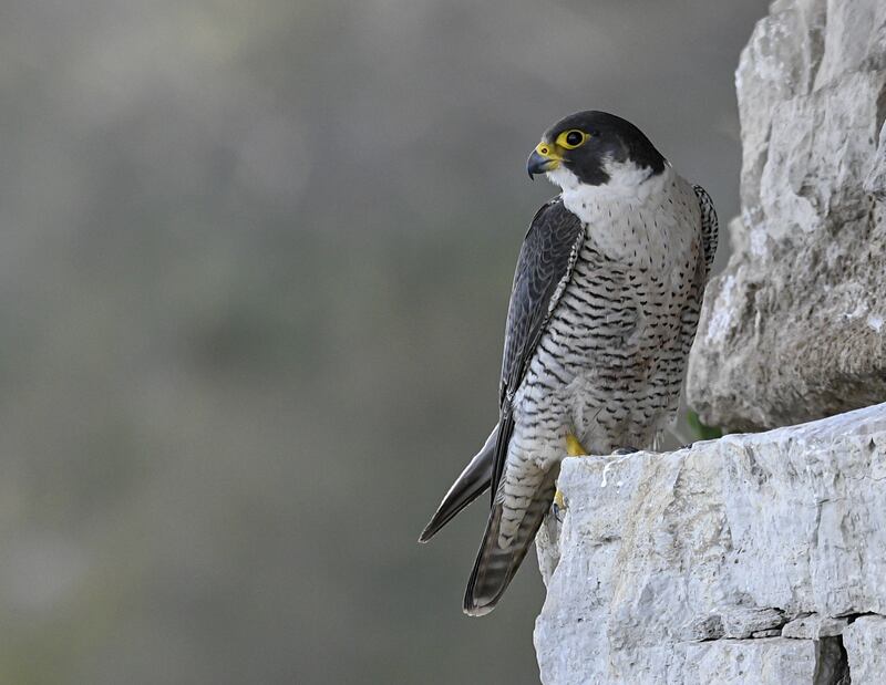 During lockdown in London, peregrine falcons ate 15% fewer pigeons. PA