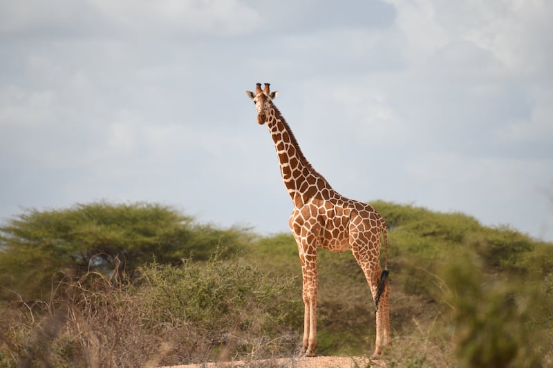 A reticulated giraffe in north-eastern Kenya