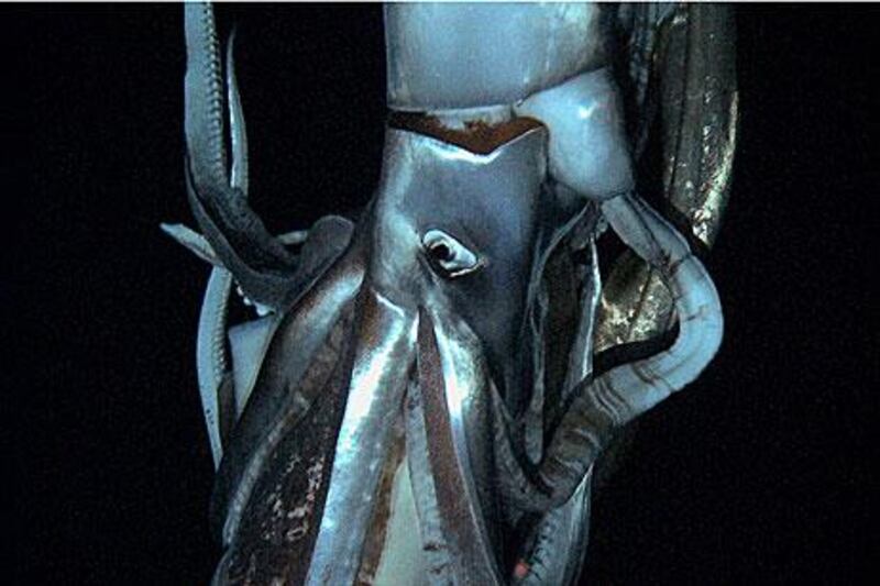 A video still of the giant squid captured on film by Japanese scientists.