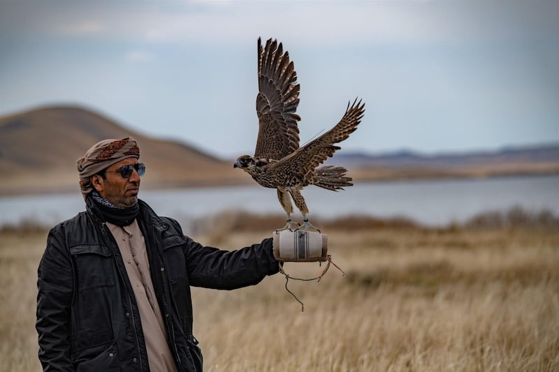More than 65 falcons were released in Kazakhstan this year as part of the Sheikh Zayed Release Programme