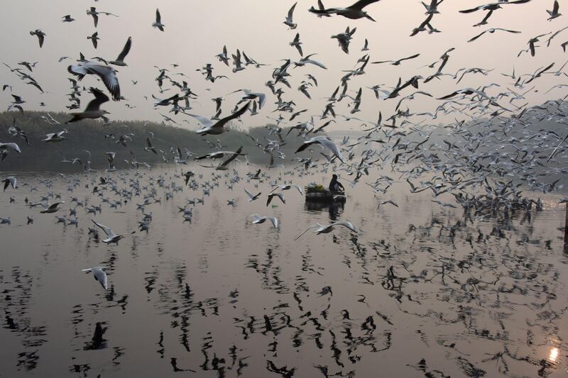 An Indian man feeds seagulls on the Yamuna River in New Delhi. Dominique Faget / AFP Photo