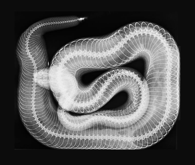 An X-ray of a Western diamondback rattlesnake taken by London Zoo's veterinary team while caring for its 14,000 animals from 400 species. PA