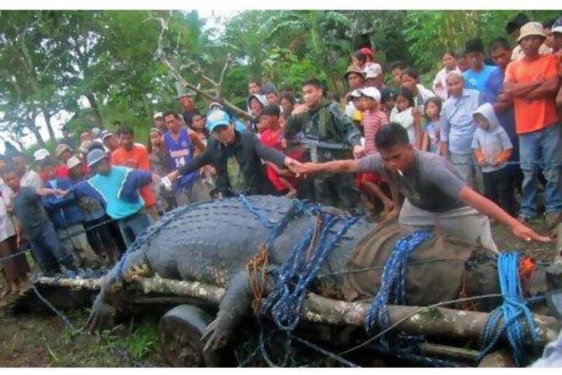 Residents use their hands to measure a 6.4-metrr-long saltwater crocodile, which is suspected of having attacked several people. It was caught in the southern Philippines this week. REUTERS / Stringer