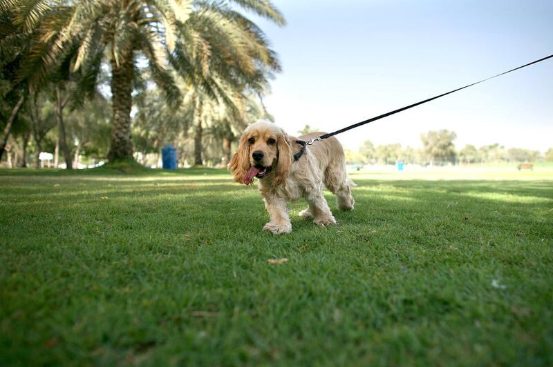 Some pet owners have been asked by landlords and building management to remove their pets from the property. Rich-Joseph Facun / The National