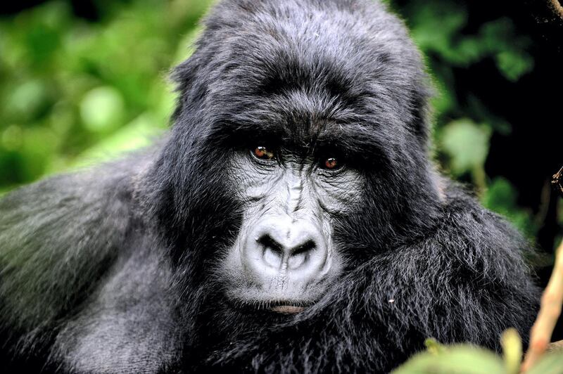 TO GO WITH AFP STORY BY DENIS BARNETT
An adult male gorilla, who park rangers say will become a silver back one day, sits in a clearing on the slopes of Mount Mikeno in the Virunga National Park on November 28, 2008. The park is home to 200 of the world's last 700 mountain gorillas. Park director Emmanuel de Merode later described the discovery of five new-borns at the outset of a month-long census as "quite phenomenal", given that the endangered gorillas' habitat has long been a war zone.       AFP PHOTO/ ROBERTO SCHMIDT (Photo by ROBERTO SCHMIDT / AFP)