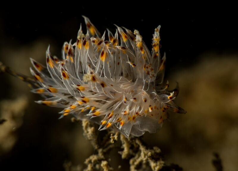 One of the 300 types of nudibranchs that have been spotted in the UAE's waters. Courtesy Heiko Seim