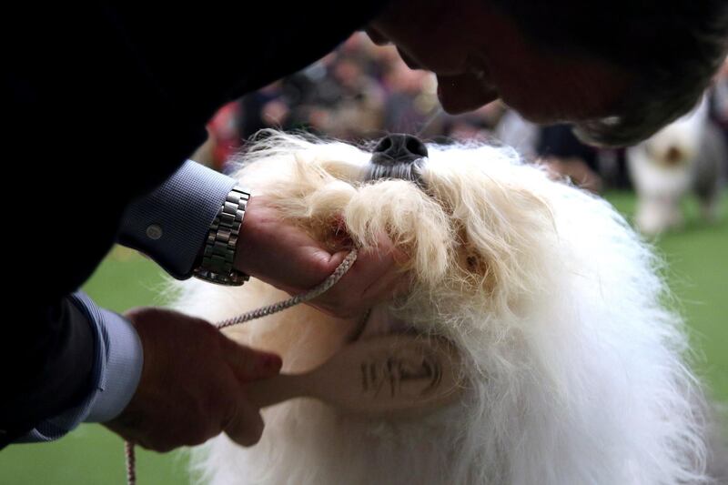 An Old English sheepdog named Bagatelle Moonlight Drive has its fur brushed ahead of the Best of Breed event. Photo: AP