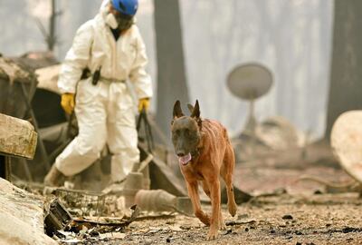 A cadaver dog searches through properties as search and rescue crews look for human remains in Paradise, California on November 14, 2018.  Thousands of firefighters battled blazes in northern and southern California as body recovery teams searched the remains of houses and charred cars for victims of the deadliest wildfire in the history of the US state. At least 50 deaths have been reported statewide so far from the late-season wildfires, and with hundreds of people unaccounted for, the toll is likely to rise. / AFP / Josh Edelson
